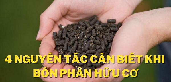 4 nguyên tắc cần biết khi bón phân hữu cơ cho cây