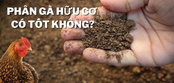 Phân gà hữu cơ có tốt không? Hướng dẫn lựa chọn phân gà hữu cơ